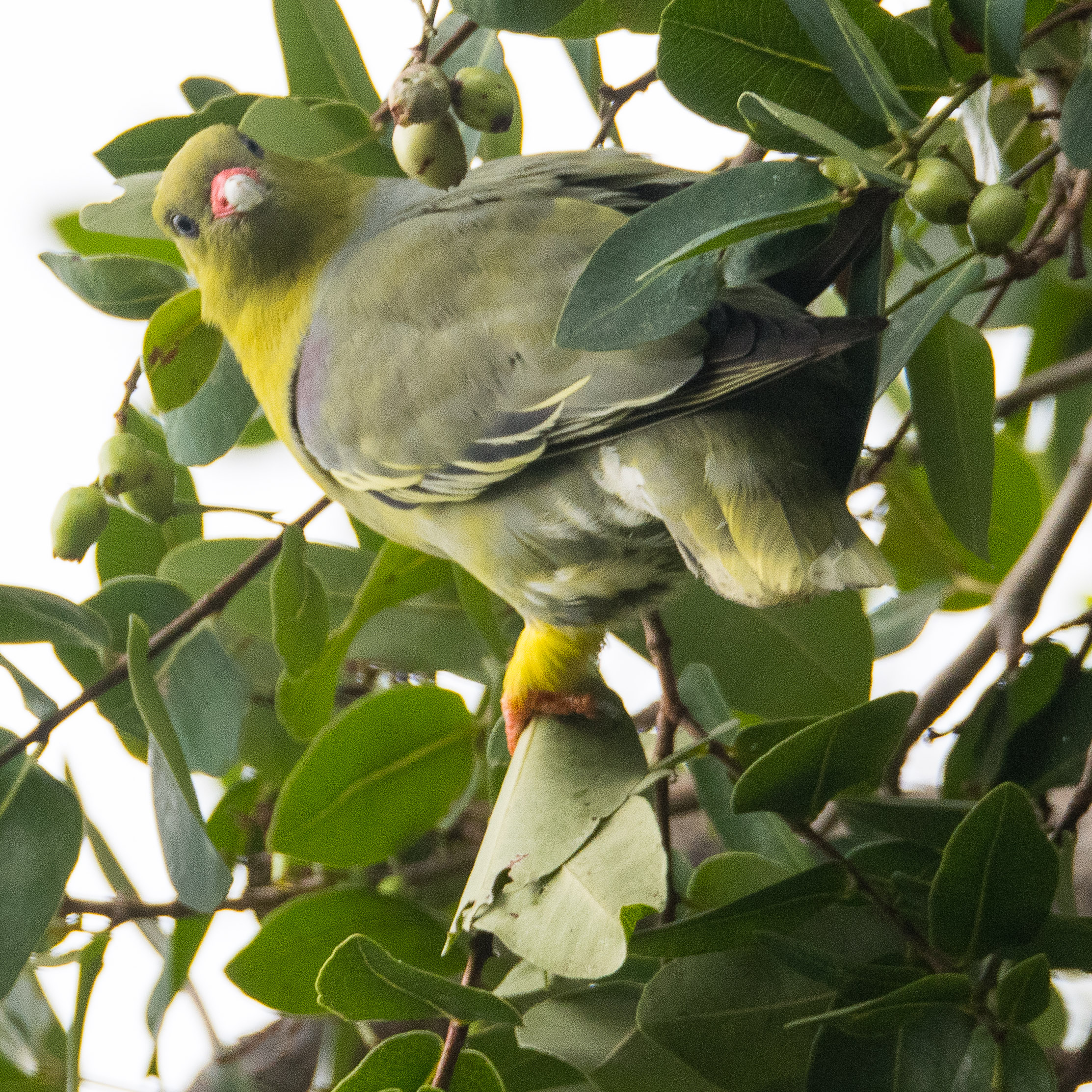 Colombar à front nu (African green pigeon, Treron calvus), Shinde camp, Delta de l'Okavango,   Botswana.-7488